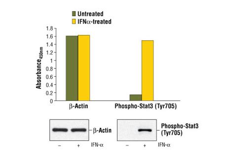 actin beta elisa kit|Human beta Actin ELISA Kit .